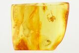 Detailed Fossil Spider and Biting Midge in Baltic Amber #273283-1